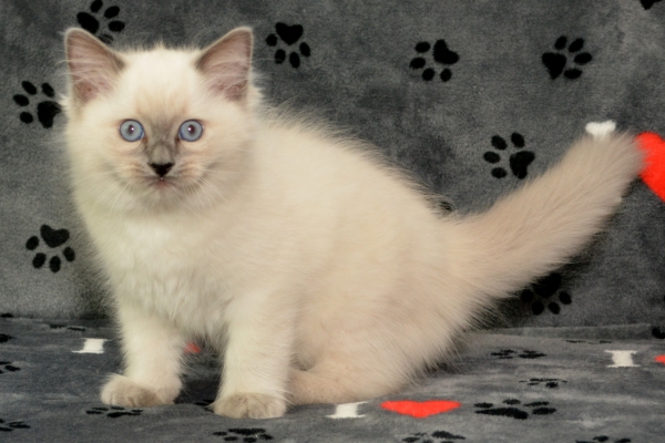 Jessica's blue color point male kitten